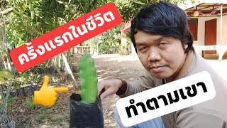 ปักชำแก้วมังกร ครั้งแรกในชีวิต ทำตามเขา