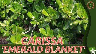 CARISSA 'EMERALD BLANKET' Information \u0026 Growing Tips! (Carissa macrocarpa)