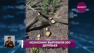 Незаконная вырубка деревьев: что грозит нарушителям (14.09.21)