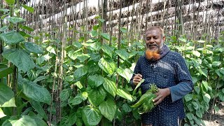 হাইব্রিড পান চাষ পদ্ধতি। যশোরে এবার চাষ হচ্ছে উচ্চফলনশীল পান।