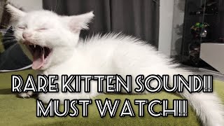 Rare kitten sound | cat sound | suara kucing pelik