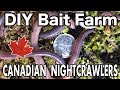 Raising Canadian Nightcrawlers At Home | DIY Dew Worm Farm