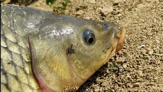 sazan ovu,sazan yemi,baliq ovu,охота на карпа,carp fishing