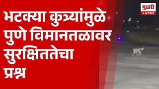 Pudhari News | भटक्या कुत्र्यांमुळे पुणे विमानतळावर सुरक्षिततेचा प्रश्न | Pune Airport