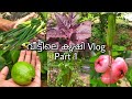 എന്റെ വീട്ടിലെ കൃഷി | Krishi Vlogs | fruits&Veg Farming | Krishi Vlog in Malayalam