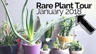 Rare Plant Tour + Bodhi Tree, Mason's Congo, \u0026 Agave Geminiflora | January 2018