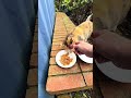 ゴミ箱から出られなくなった子猫を救った心優しい男性