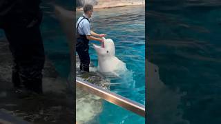 ベルーガ　戻ってきたら、はい、ご褒美　【名古屋港水族館】Beluga Nagoya Aquarium