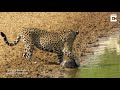 tortoise uses its shell to protect from jaguar