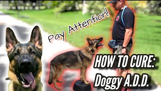 German Shepherd Won't Pay Attention! How to Cure Dog with Attention Deficit Disorder or A.D.D.