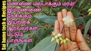 மண்ணை மலடாக்கும் மரம் தைல காடுகள் பகீர் உண்மை