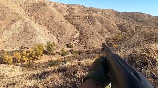 Partridge hunting,охота на куропатку, chasse à la perdrix, صيد الحجل