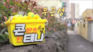 콘테나 [무근성에 쭉 살래요] KBS제주 240315방송