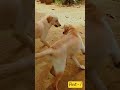 පොල් මුඩ්ඩ 😒 doglover pets doglover lovely funny lover princi love labrador animals