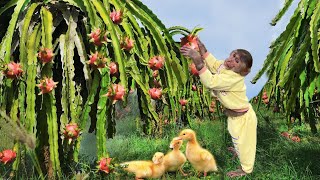 Cutis Farmer Takes Goose Run Car Harvest Fruit At The Farm Sell Buy Milk Goat Drink