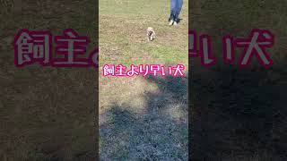 飼主より早い犬　#shorts #マルプー #散歩