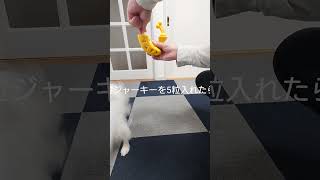 バナナの中身に夢中な犬達 #犬のおもちゃ #パピヨン #知育玩具