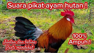 Suara pikat ayam hutan paling ampuh