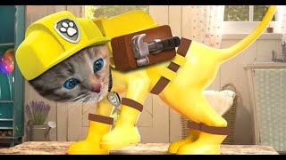 Little Kitten Preschool Adventure Educational Games - Play Fun Cute Kitten Pet Care Gameplay #640