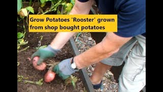 HGV Grow Raised Bed potatoes 'Rooster' Potato reveal