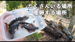 千葉県にいけば本当にトウキョウサンショウウオはどこにでもいるのか？