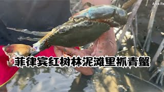 国外赶海：菲律宾红树林泥滩抓青蟹，职业抓蟹人日收入超过2000