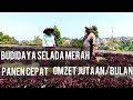 Konsistensi Petani Selada Merah Lolorosa panen cepat omzet jutaan/bulan