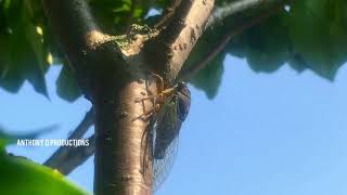 OFFICIAL VIDEO Male Cicada in the wild