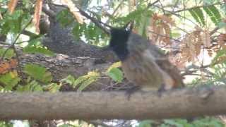 Bulbuls(Red-vented -Pycnonotus cafer) Singing