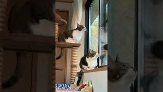 小鳥にクラッキングするかわいい猫Cute cat cracking on a little bird 작은 새에 크래킹하는 귀여운 고양이