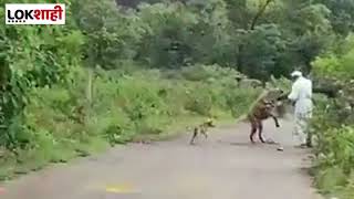 Wild Animal Attack | खेडमध्ये जंगली तरसाच्या हल्ल्यात 2 जण जखमी