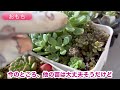 8 5【多肉植物】🥵遮光なし大雨後の直射日光🌞【ガーデニング】【ベランダ多肉】