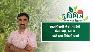 જીરું વિશેની ખેતી માહિતી, બિયારણ, ખાતર, અને દવા વિશેની ચર્ચા