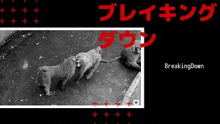 アヌビスヒヒのブレイキングダウン/Olive Baboon: BreakingDown