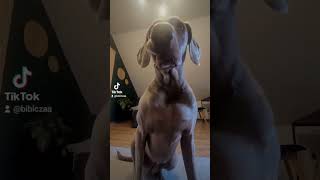 KTO PODOŁKI KOPIE.... #dog #pies #weimaraner #funny #funnydogs #funnyvideo