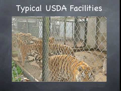 USDA Fails Animals And Public - YouTube