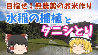 田植え後しばらく続くひたすら地味だけど大事な作業たち（水稲の捕植とジャンボタニシ退治）　☆しっかり農業☆