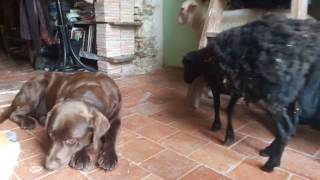 Unusual friendships (interspecies) - The sheep and the dogs thinking : isn't it better indoors ?