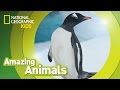 Gentoo Penguin 🐧 | Amazing Animals