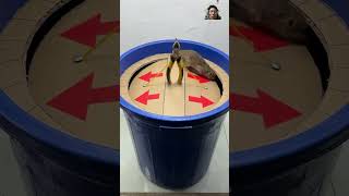 Rat Trap 88, Mouse traps are effective and easy to make 10 #shoptrs