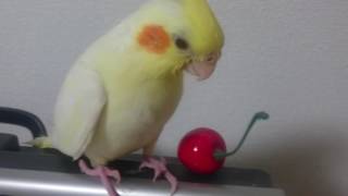 さくらんぼ(造花)とぴーちゃん(オカメインコ)