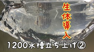 1200水槽立ち上げ➁　生体導入　餌金　ディスカス