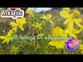 សុបិនឃើញក្រពើ subtitles khmer _@សុបិនdream