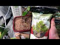 the importance of bonsai tree soil ep.2 gravel vs dirt soil