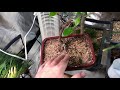 the importance of bonsai tree soil ep.2 gravel vs dirt soil