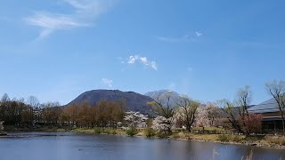 2023.4月撮影 🚶‍♀🌸 矢ヶ崎公園を歩く (BGMなし)　/ 信州 長野県 軽井沢