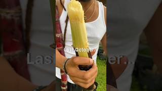 What Our Sugar Cane looks like after growing 1 year…