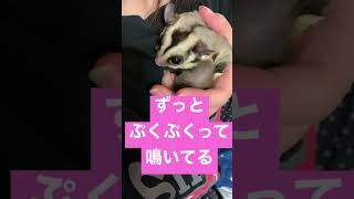 ベタ慣れフクロモモンガ #フクロモモンガ  #sugarglider #pet #kawaii #shorts #可愛い #かわいい