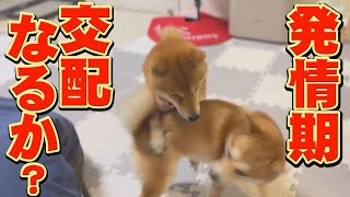 [Resting season] The gentle male Shiba Inu has finally started to move.