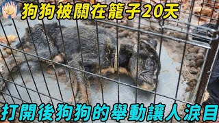 狗狗被關在籠子20天，主人卻不知所蹤，眾人齊力打開籠子，下秒狗狗的舉動讓人淚目